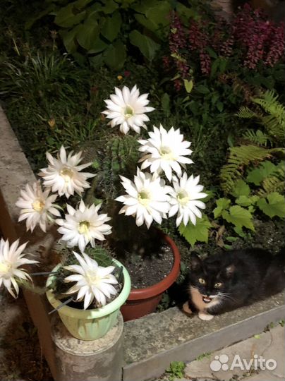 Кактус эхинопсис