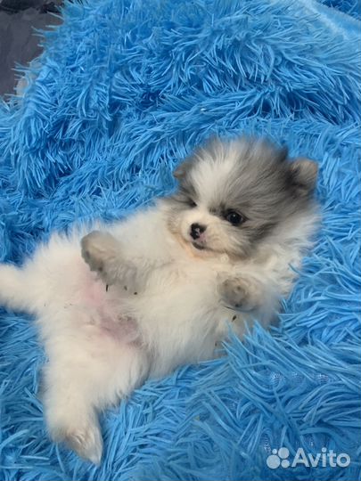 Щенки шпица