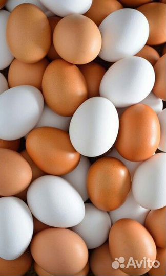 Сортировщики с ежедневной оплатой