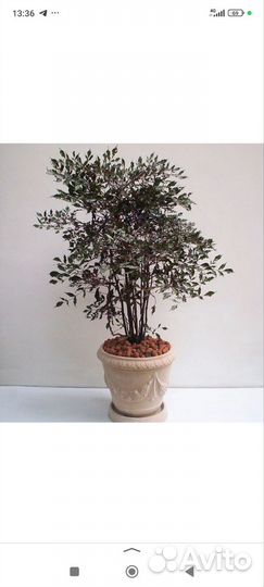 Леея гвинейская Бургунди