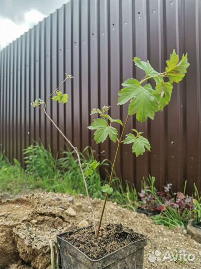 Калина красная