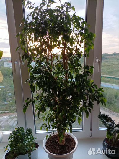 Фикус наташа