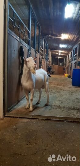 Зааненский козел