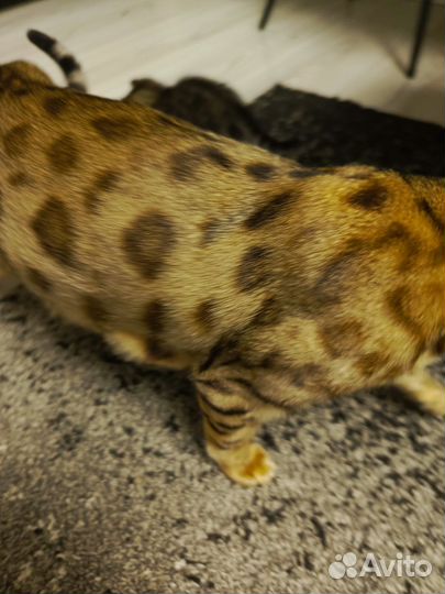 Бенгальская