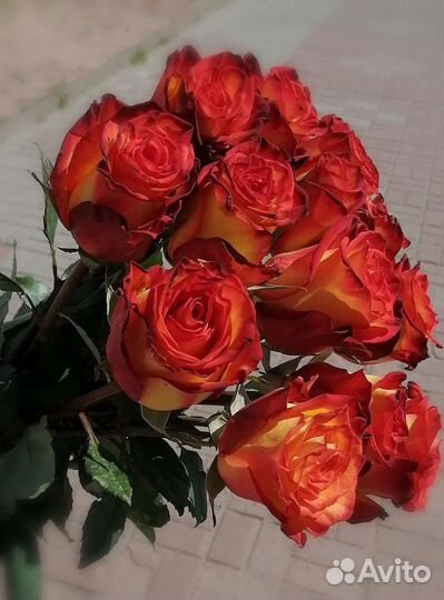 Розы Эквадор 70 см