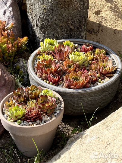 Молодило сортовые часть 3