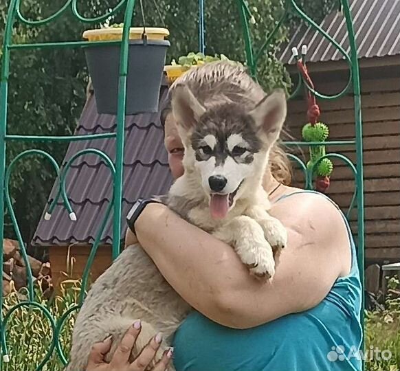 Аляскинский маламут щенки