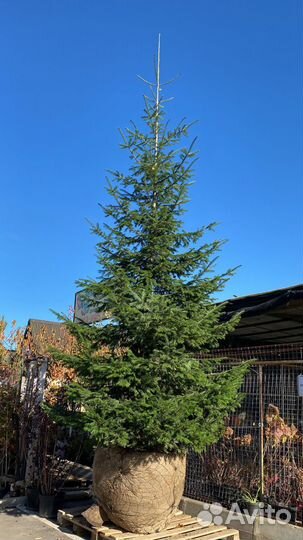 Пихта Сибирская
