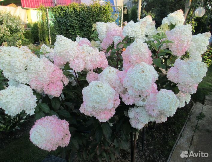 Гортензия - саженцы