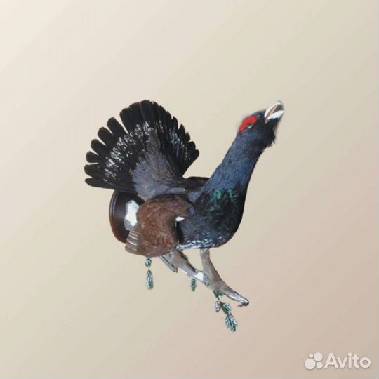 Чучело глухаря