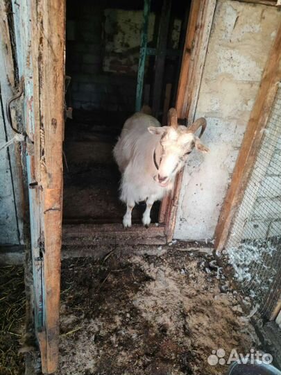 Козы заанинские