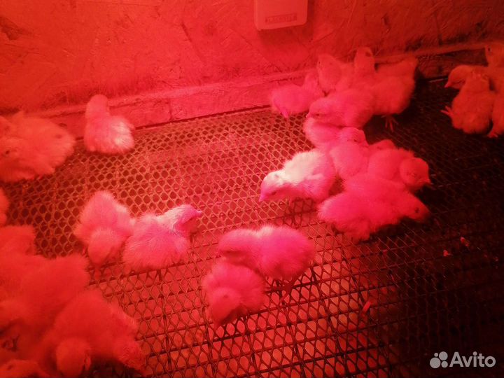 Инкубационное яйцо перепелов