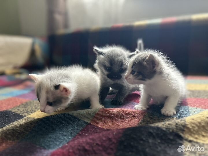 Котята в добрые руки