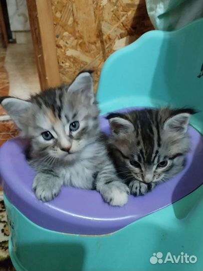 Котята мейн-кун