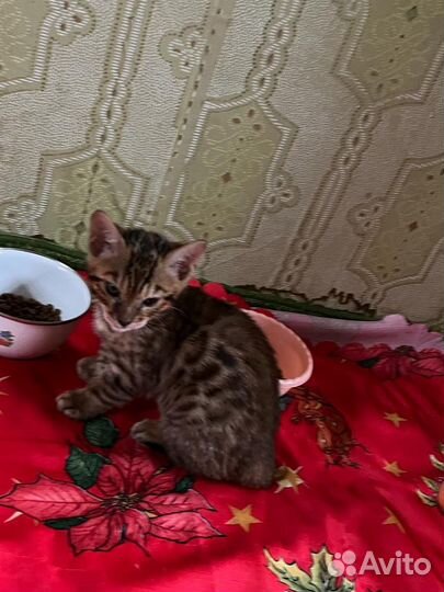 Бенгальский котенок