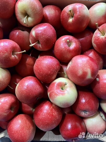 Яблоки оптом и розницу