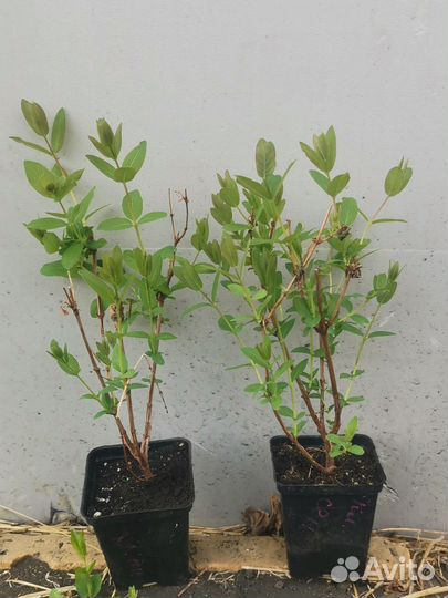 Клубничная сенсация