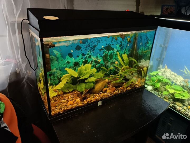 Домашние животные аквариум