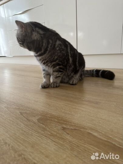 Шотландский кот