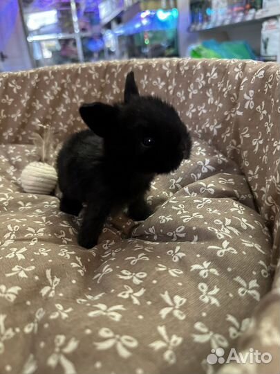 Карликовый мини кролик