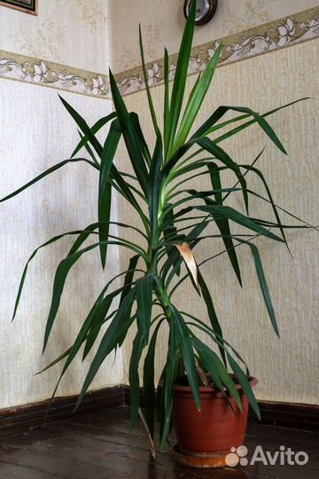 Домашнее растение юкка с отростками взросла
