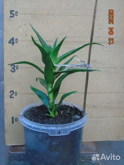 Алоэ: Столетник, Вера