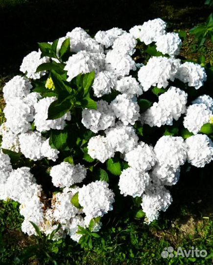 Саженцы белой крупнолистной гортензии