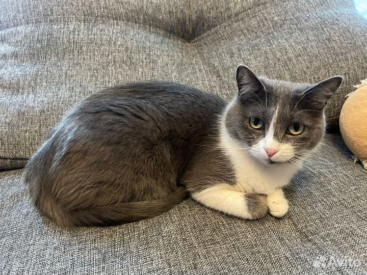 Кошка в дар (кошечка бесплатно) ищет дом