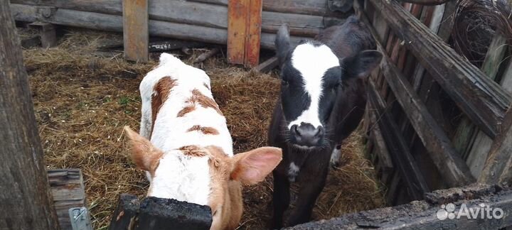 Телки домашние