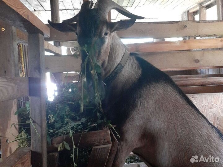 Козел альпийский