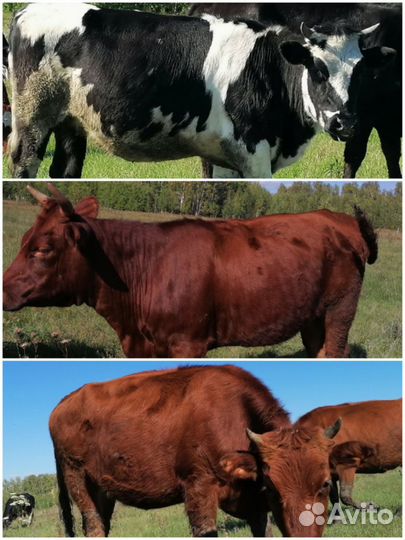 Тёлки, быки