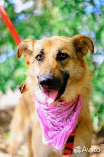 Умная добрая Собака ищет дом