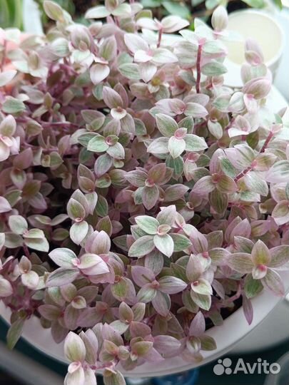 Традесканции, каллизии