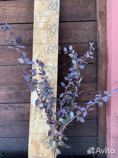 Барбарис краснолистный атропурпуреа