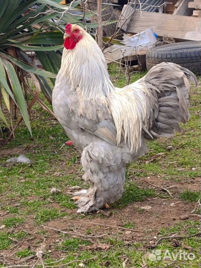 Инкубационное яйцо кур породы брама