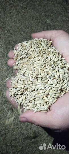 Продам зерно ячмень пшеница