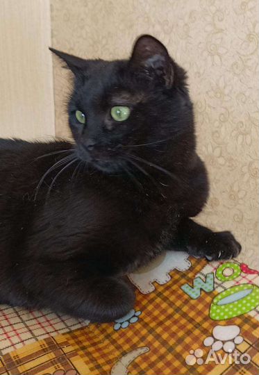 Кошечка ищет дом