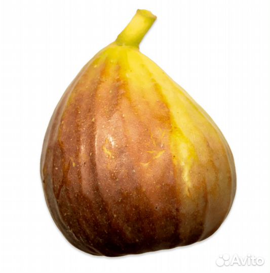 Инжир коричневый Турецкий ‘Brown Turkey’ (Саженцы)