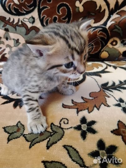 Красивые котята