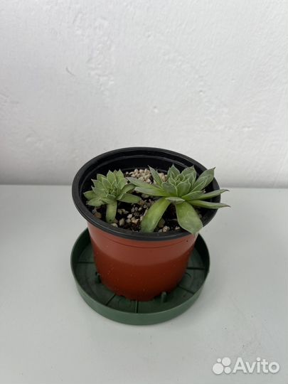 Молодило каменная роза