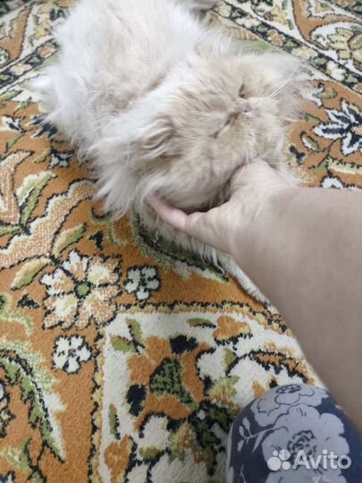 Персидский котик