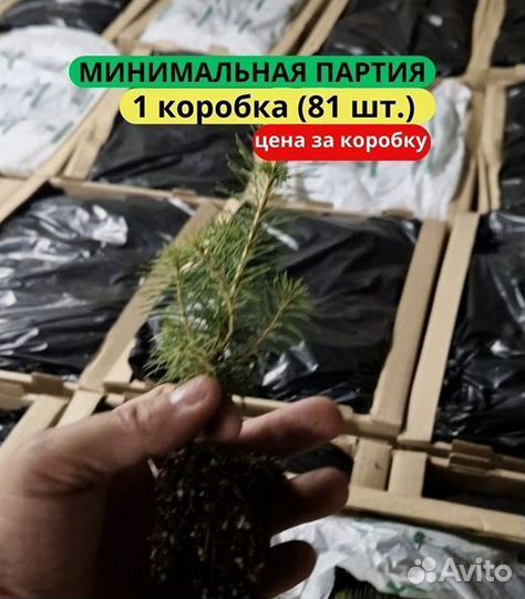 Саженцы сосны зкс