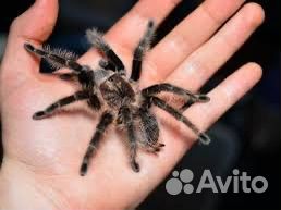 Пауки-птицееды разные виды