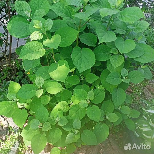 Гортензия саженцы