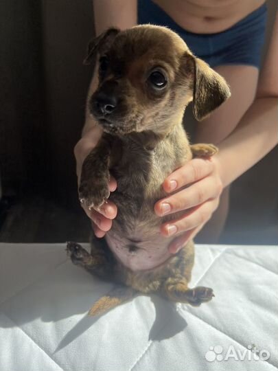 Щенок метис