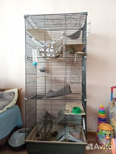 Белка дегу с клеткой