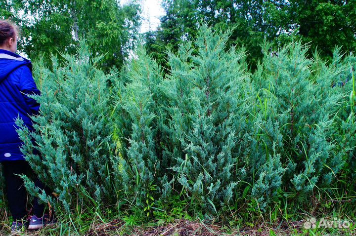 Можжевельник скальный Мунглоу 1.5м