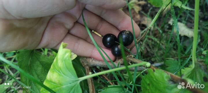 Кусты красной и чёрной смородины