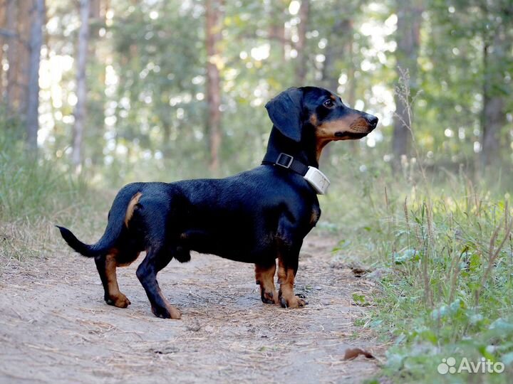 Такса щенки