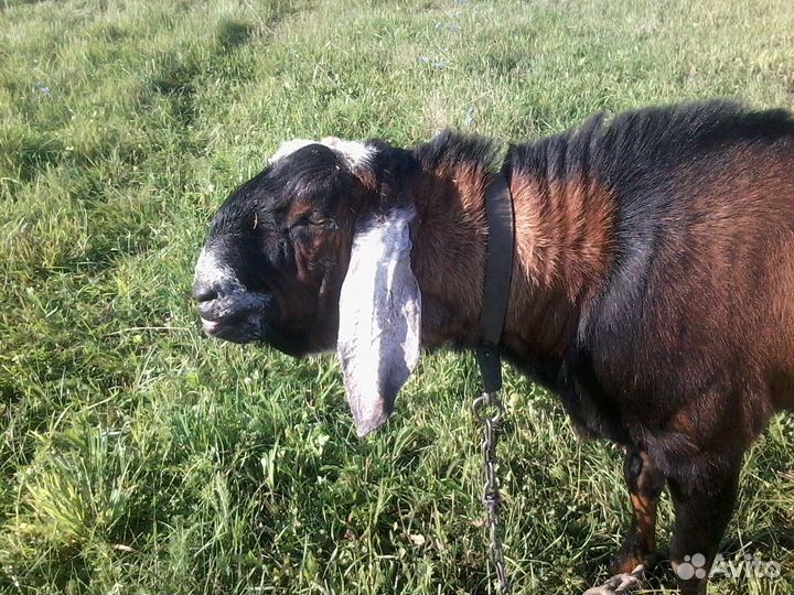 Нубийский козел